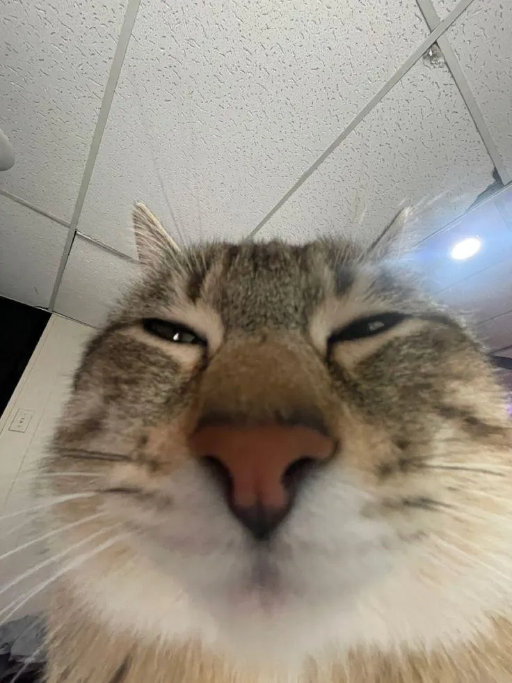 Swarnim Tripathi's profile photo