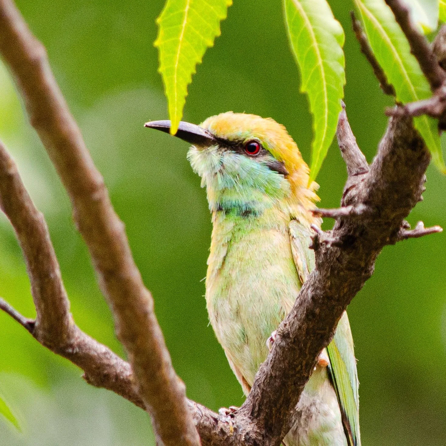 Shreyas Muppana's profile photo