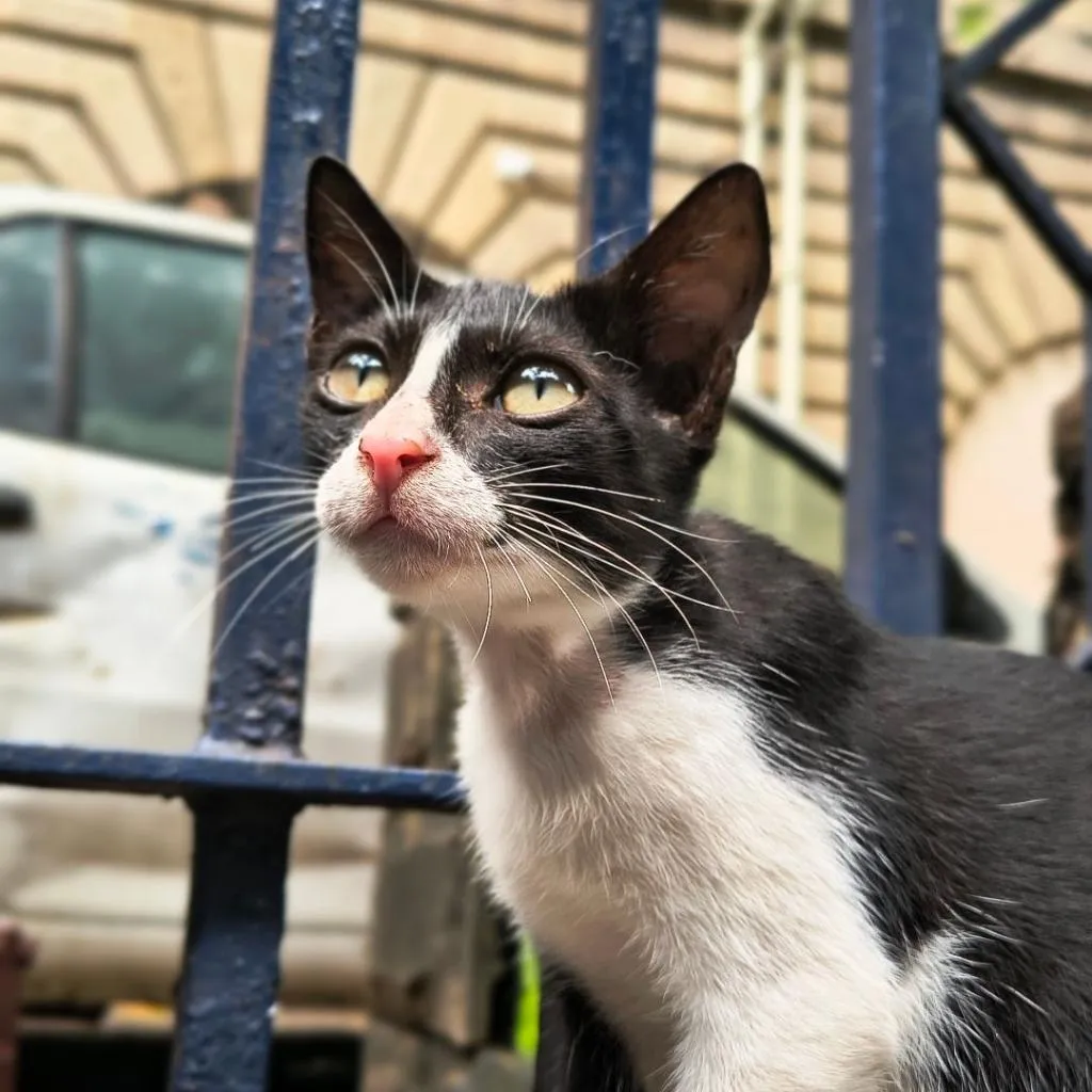 Nnisarg Gada's profile photo